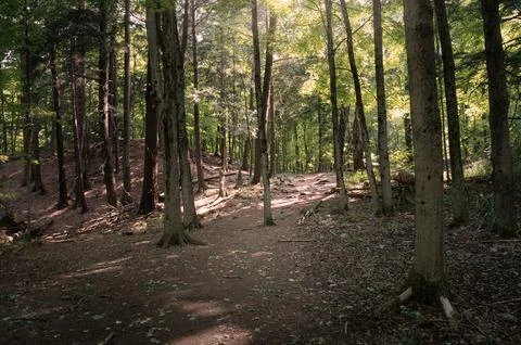 Winding forest path walkway heading from darkness to a bright spot with green Stock Photos