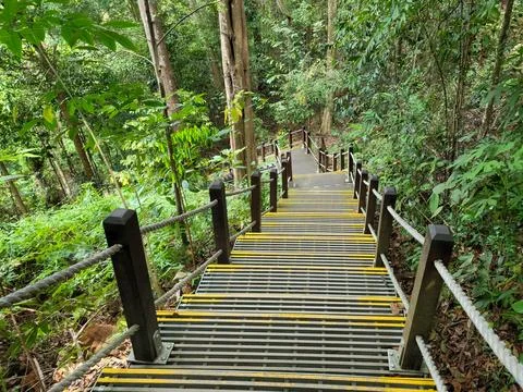 Winding forest path with yellow-striped steps Stock Photos