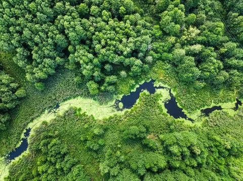 Winding forest river traversing green marshy wilderness in Poland, aerial. Stock Photos