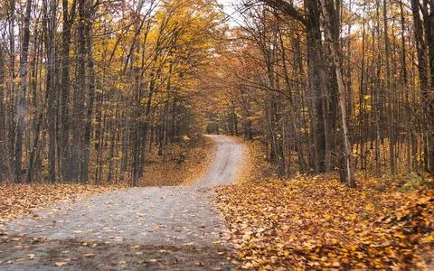 Winding forest road covered in fallen leaves during autumn foliage season Stock Photos