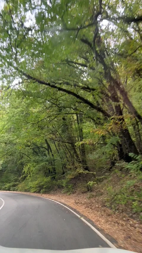 Winding forest road curving through dense green trees Stock Footage 304879448