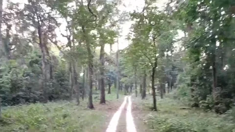 A winding forest road, dappled with sunlight Stock Footage 278086086