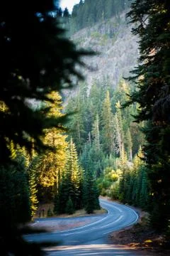 Winding forest road. Stock Photos
