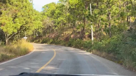 Winding Forest Road with Sunlit Trees Stock Footage 297319521