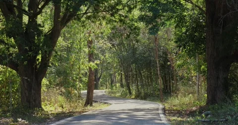 Winding forest road surrounded by lush green trees in sunlight. Видео 303819708