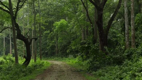 Winding forest road surrounded by lush tropical trees and dense green vegetation Vídeos de archivo 337928688