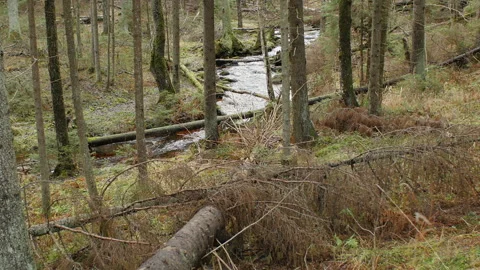 Winding forest stream in the valley, part one Stock Footage 119842397