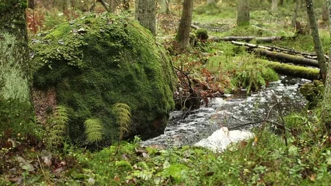 Winding forest stream   wild nature Stock Footage 81247965