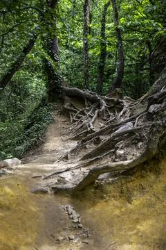Winding Forest Trail With Exposed Tree Roots Under Lush Green Woodland Canopy Stock Photos