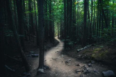 Winding forest trail. Stock Photos
