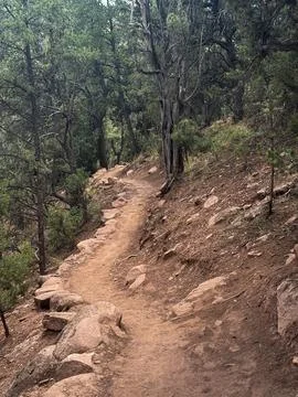 Winding Forest Trail Through Rugged Pine Woods Foto stock
