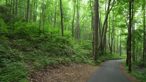 Winding forrest road Stock Footage 112146641