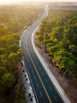 Winding highway through pine forest illuminated by warm golden sunlight Stock Photos