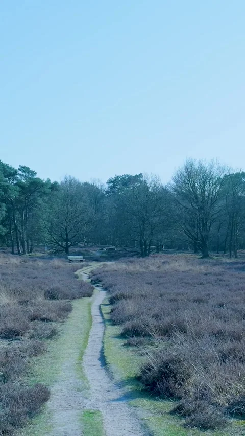 Winding Hiking Path Through Heathland National Park Video stock 335477794