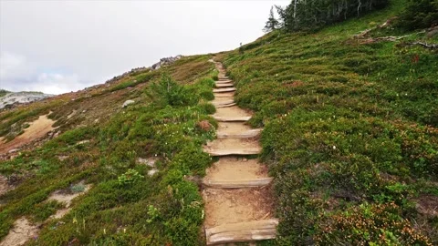 Winding Hiking Trail through Subalpine Meadows in Mount Rainier National Park Stock Footage 332083191