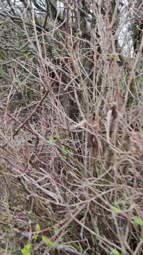 Winding journey through mossy branches Stock Footage 312590944