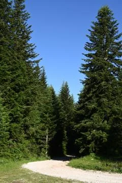 A winding macadam road through a pine forest Stock Photos
