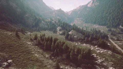 Winding mountain road over alpine meadows at the edge of the forest Ilustração Stock