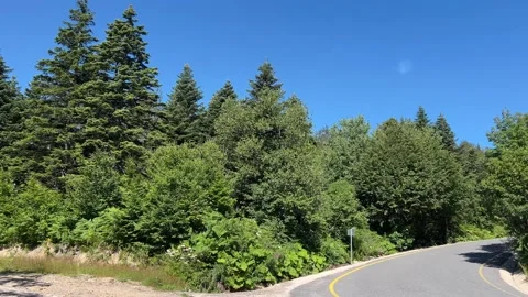 Winding Mountain Road Through Dense Green Forest in Kartepe, Turkey Stock Footage 341821514