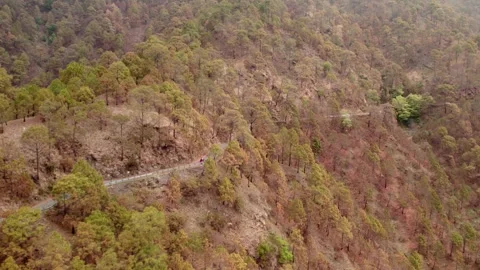 Winding Mountain Road through Lush Orange Orchard Forest – Aerial Drone View Vidéo 335527363