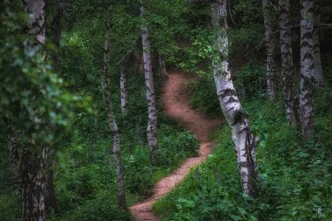 A winding path among a spring birch forest in the mountains in spring Stock-Fotos