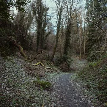 A winding path and a fallen tree in a public city park in winter Stock Photos