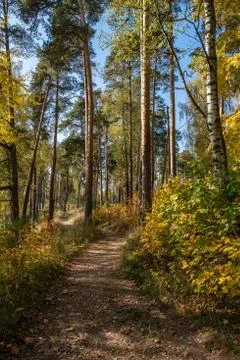 A winding path in an autumn pine forest with yellow birch leaves. Stock Photos