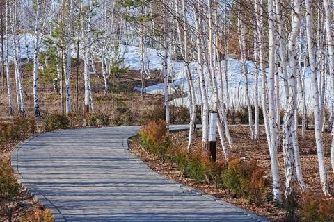 Winding path with birches along the edge Stock Photos
