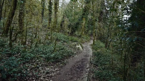 Winding path in in a boxwood forest 库存影片 113767524