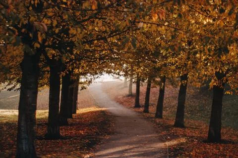 Winding path covered with fallen leaves leading through autumnal landscape Stock Photos