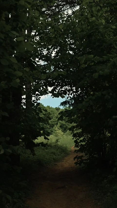 A winding path covered with soil leads through dense trees and vegetation toward Видео 344440075