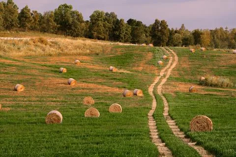 Winding path cuts through a lush green field 스톡 사진