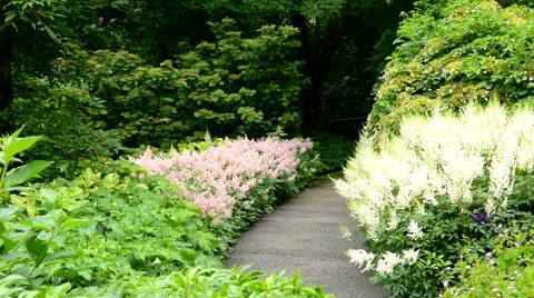 Winding path in garden Stock Footage 51682376