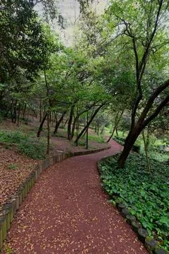 Winding path leads through green forest with lush tall trees on either side with Stock Photos