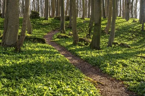 A winding path leads through green wild garlic (Allium ursinum) in a springtime Foto stock