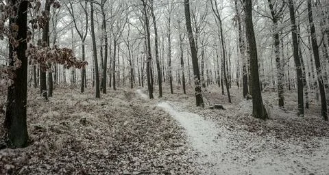 A winding path leads through a quiet winter forest, where dark tree trunks .. Stock Photos
