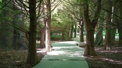 A winding path leads through a serene, sunlit grove of tall trees. Stock Photos