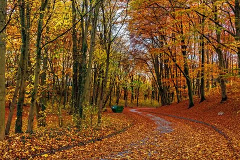 A winding path meanders through an autumn park, golden maple leaves scatter.. Stock Photos