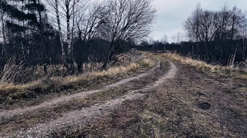A winding path meanders through a gloomy, mysterious forest, rich in captivating Stock Footage 323611151
