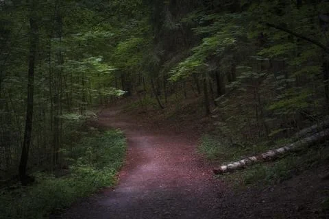 Winding path in a park or forest among shady trees on a summer evening. Beaut Stock Photos