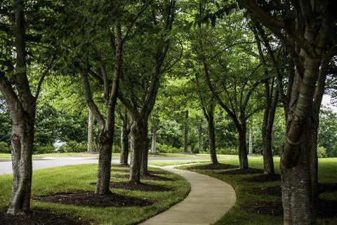 Winding Path In A Park Surrounded By Tall Trees Creating A Peaceful Atmospher Stock Photos