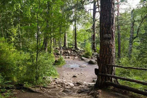 Winding path in a pine forest The roots of trees protrude above the earth. Foto stock