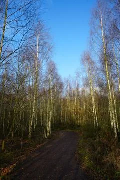 Winding Path In Serene Birch Forest, Clear Blue Sky, Gedling Country Park, Stock Photos
