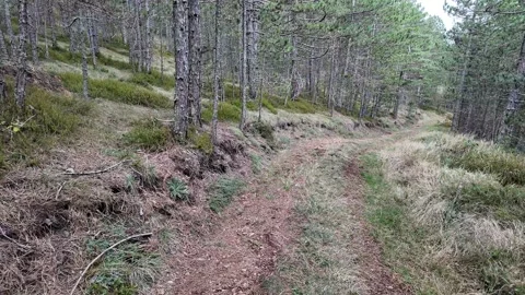 Winding Path in Serene Pine Forest Stock Footage 288832981