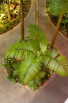 A winding path is surrounded by lush green plants and palm leaves. Sunlight s Stock Photos