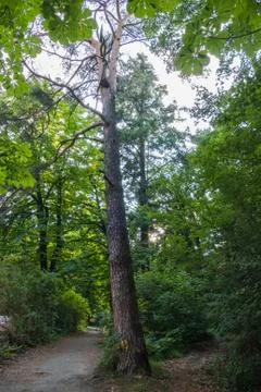 A winding path in the thick of green trees and bushes with a standing dry pin Stock Photos