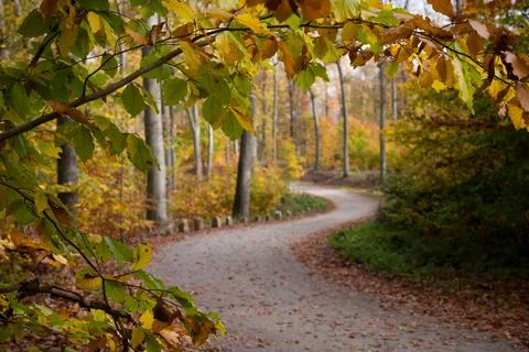 Winding Path Through an Autumn Forest with Overhanging Leaves Stock Photos