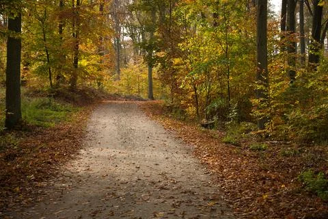 Winding Path through an Autumn Forest Stock Photos