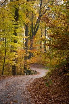 Winding Path Through an Autumn Forest with Overhanging Leaves Stock Photos