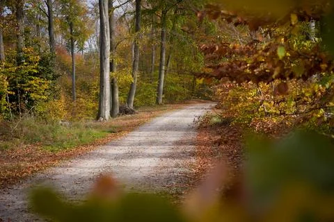 Winding Path through an Autumn Forest Stock Photos